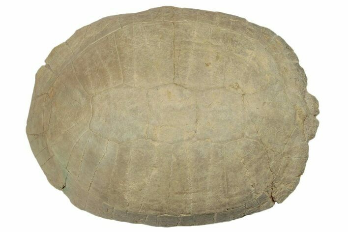 Fossil Tortoise (Testudo) Shell - South Dakota #192123
